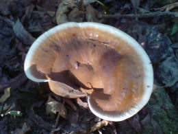 Ganoderma lucidum2