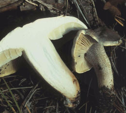 Tricholoma saponaceum var squamosum2
