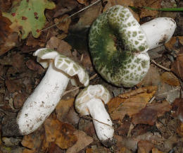 Russula virescens