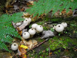 Lycoperdon pyriforme2