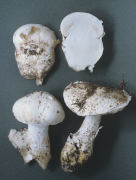 Amanita ovoidea 2.jpg Mushroom