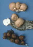 Lycoperdon pyriforme Mushroom