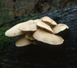 Pleurotus ostreatus 001 Mushroom