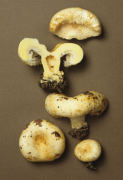 Lactarius cilicioides Mushroom
