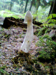 Phallus impudicus