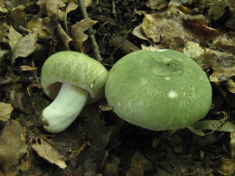 Russula virescens