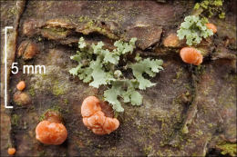 Nectria cinnabarina