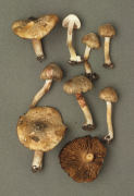Inocybe haemacta Mushroom