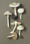Inocybe geophylla 2 Mushroom