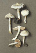 Inocybe geophylla 2 Mushroom