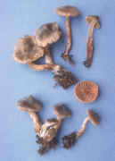 Cortinarius incisus Mushroom