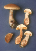 Cortinarius armilatus Mushroom