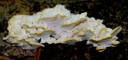 Antrodiella serpula3 Mushroom