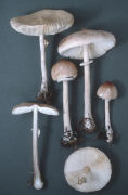 Macrolepiota mastoidea Mushroom