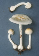 Amanita albocreata Mushroom