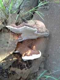 Ganoderma applanatum 2