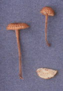 Crinipellis zonata Mushroom