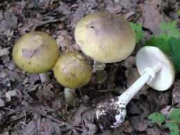 Amanita phalloides 5
