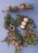 Nidula candida Mushroom