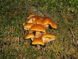 Flammulina velutipes Lynn Pepper 3