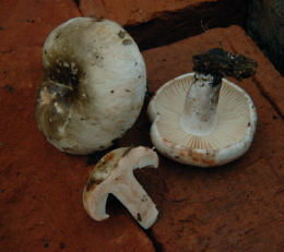 Russula nigricans 6 Mushroom