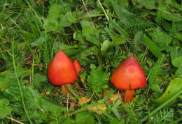 Hygrocybe conicaF