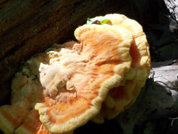 Laetiporus sulphureus   008