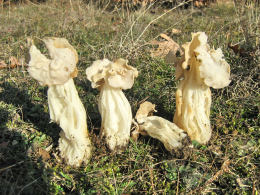 Helvella crispaF