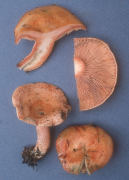 Lactarius rubrilacteus2 Mushroom