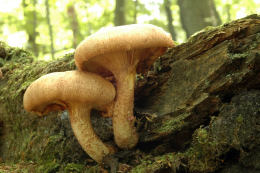 Lentinus lepideus