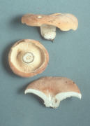 Lactarius allardii2 Mushroom