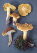 Tricholoma flavovirens Mushroom