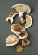 Lactarius controversus Mushroom