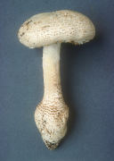 Amanita atkinsoniana Mushroom