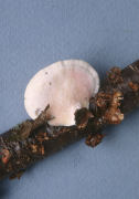 Tyromyces chioneus2 Mushroom