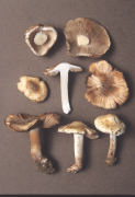 Inocybe pyriodora 3 Mushroom