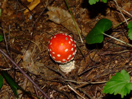 Amanita muscaria 26