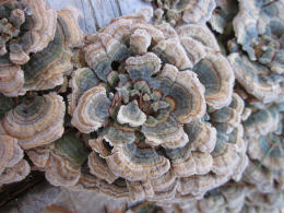 Trametes versicolor