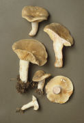 Lactarius pterosporus2SEE ENVELOPE Mushroom