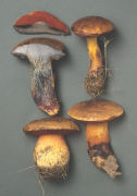 Boletus queletii5 Mushroom