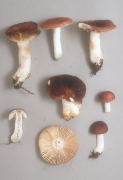 Russula elegans Mushroom