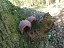 Auricularia auricula2