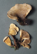 Paxillus panuoides Mushroom