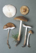Oudemansiella radicata Mushroom