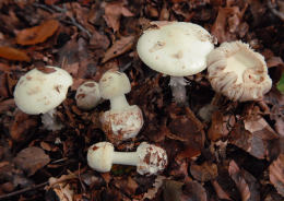 Amanita citrina 7 Mushroom