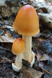 Amanita crocea4USA