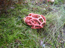 Clathrus ruber