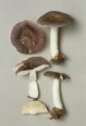 Russula brunneoviolacea 3 Mushroom