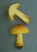 Cortinarius percomis Mushroom