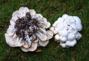 Clitocybe dilitata2.jpg Mushroom